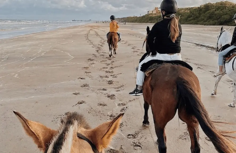 Cavalier confirmé au galop sur la plage d'Essaouira projetant l'eau des vagues