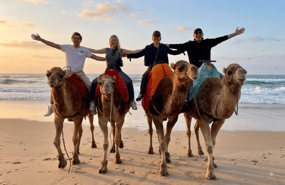 Le rendez-vous du sunset Groupe à dos de dromadaire au coucher du soleil sur la plage d’Essaouira
