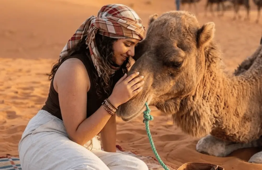 Un instant de complicité Voyageuse caresse doucement un dromadaire couché dans les dunes